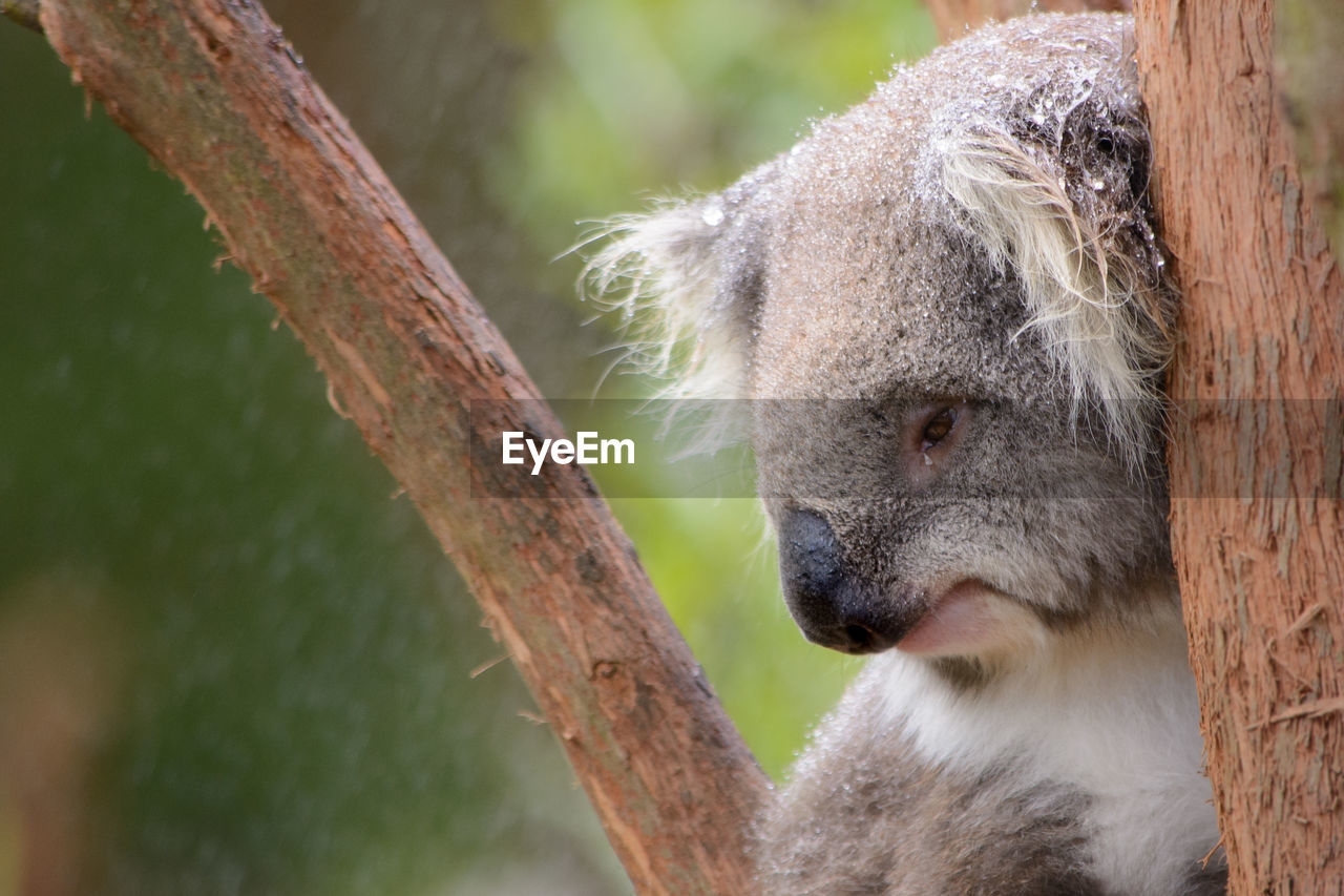 Close-up of koala on branch