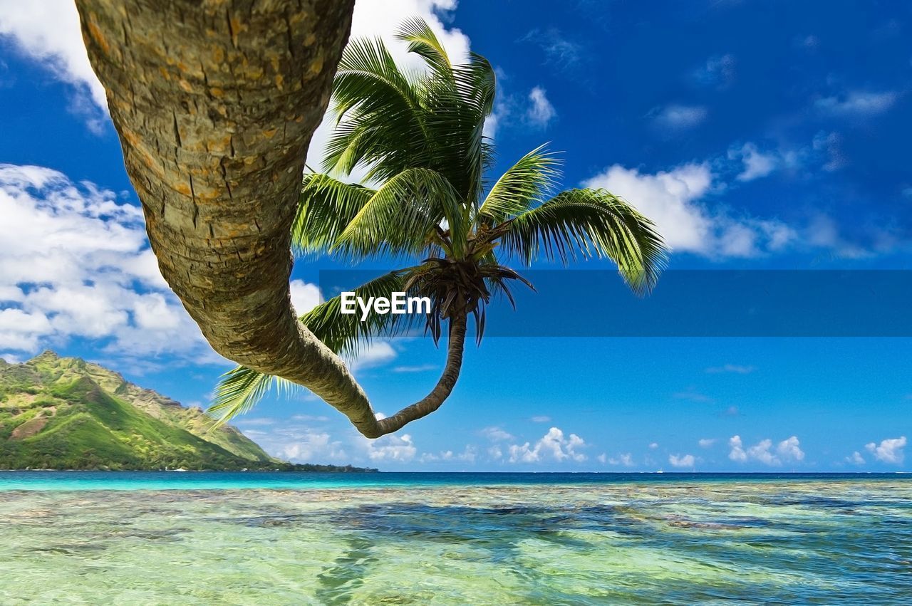 Palm tree over sea against blue sky