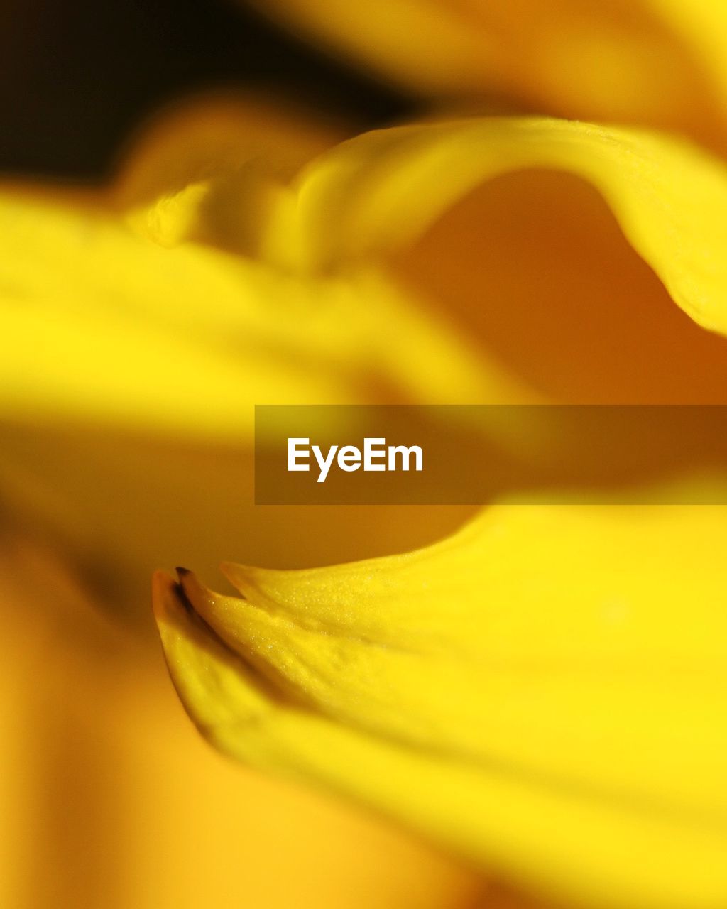 CLOSE UP OF YELLOW FLOWER