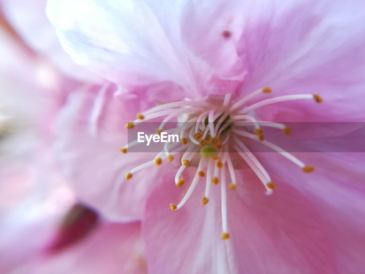 CLOSE-UP OF PINK FLOWER PETAL