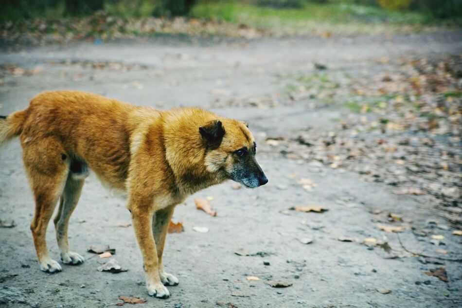 Close-up of dog standing on street