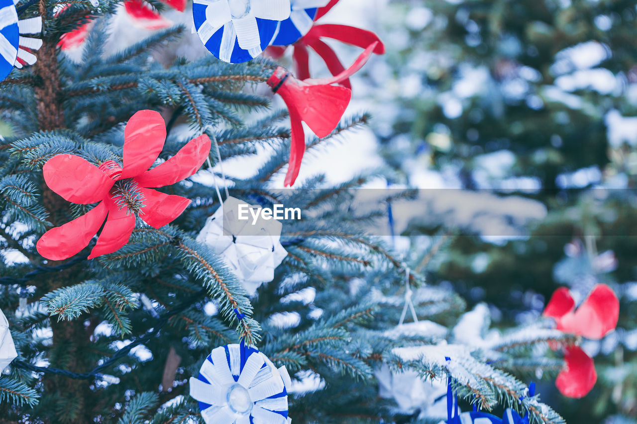 plant, tree, flower, celebration, decoration, nature, christmas, holiday, no people, tradition, christmas tree, christmas decoration, winter, close-up, day, red, snow, outdoors, focus on foreground, beauty in nature, branch, blue, cold temperature, leaf, christmas ornament, coniferous tree, event, pinaceae