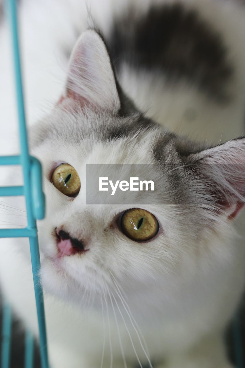 CLOSE-UP PORTRAIT OF CAT ON FLOOR