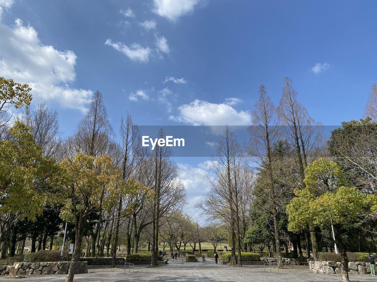 FOOTPATH AMIDST TREES AGAINST SKY IN PARK