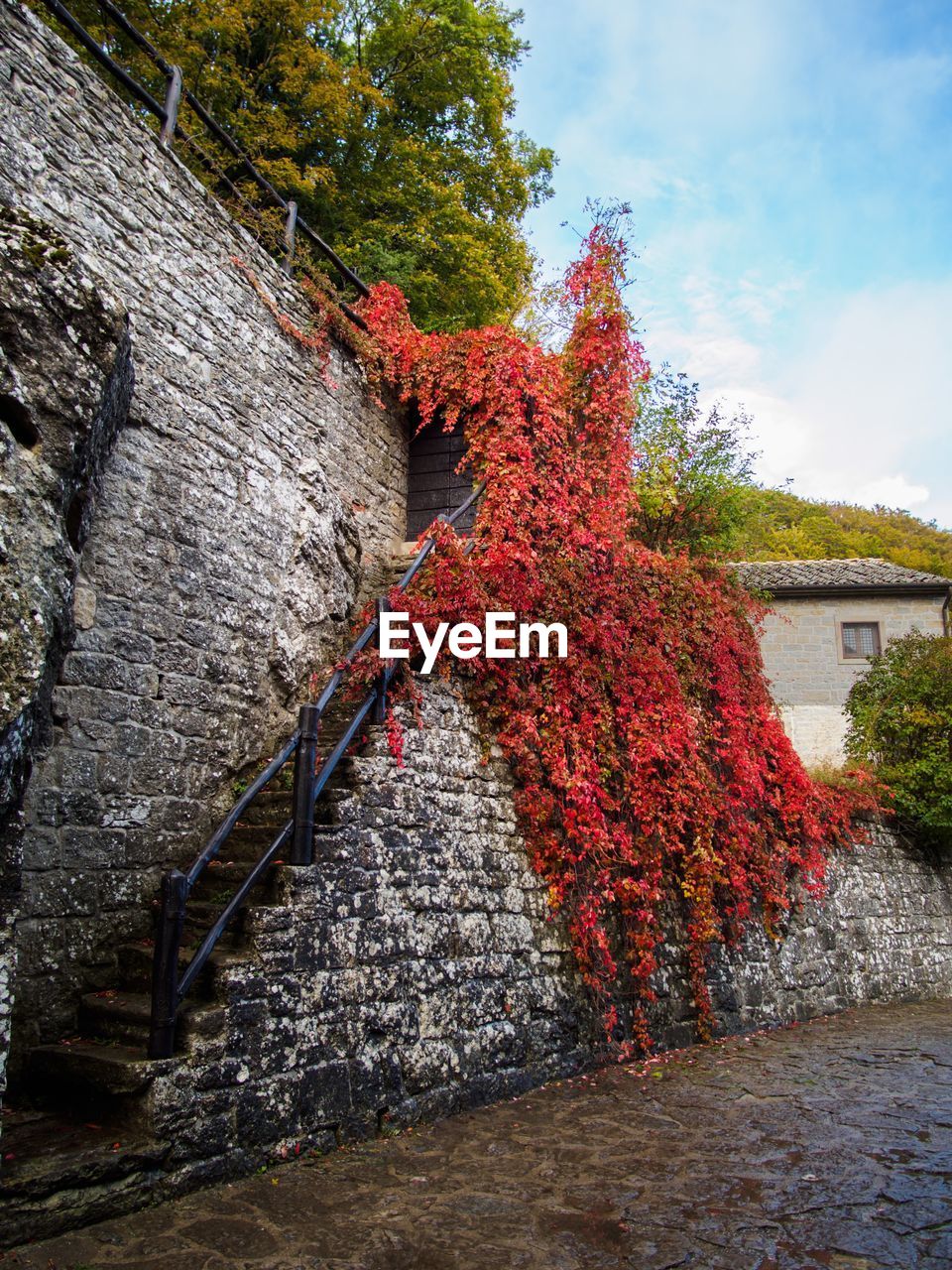 CLOSE-UP OF IVY AGAINST TREE