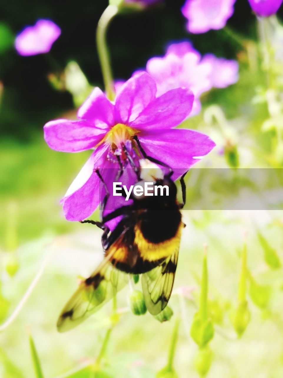 CLOSE-UP OF BEE ON PURPLE FLOWER