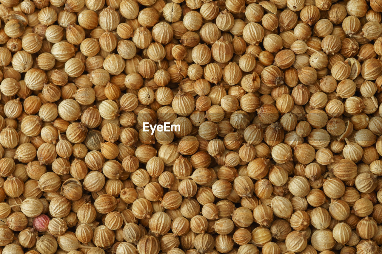 Coriander cilantro seeds close-up