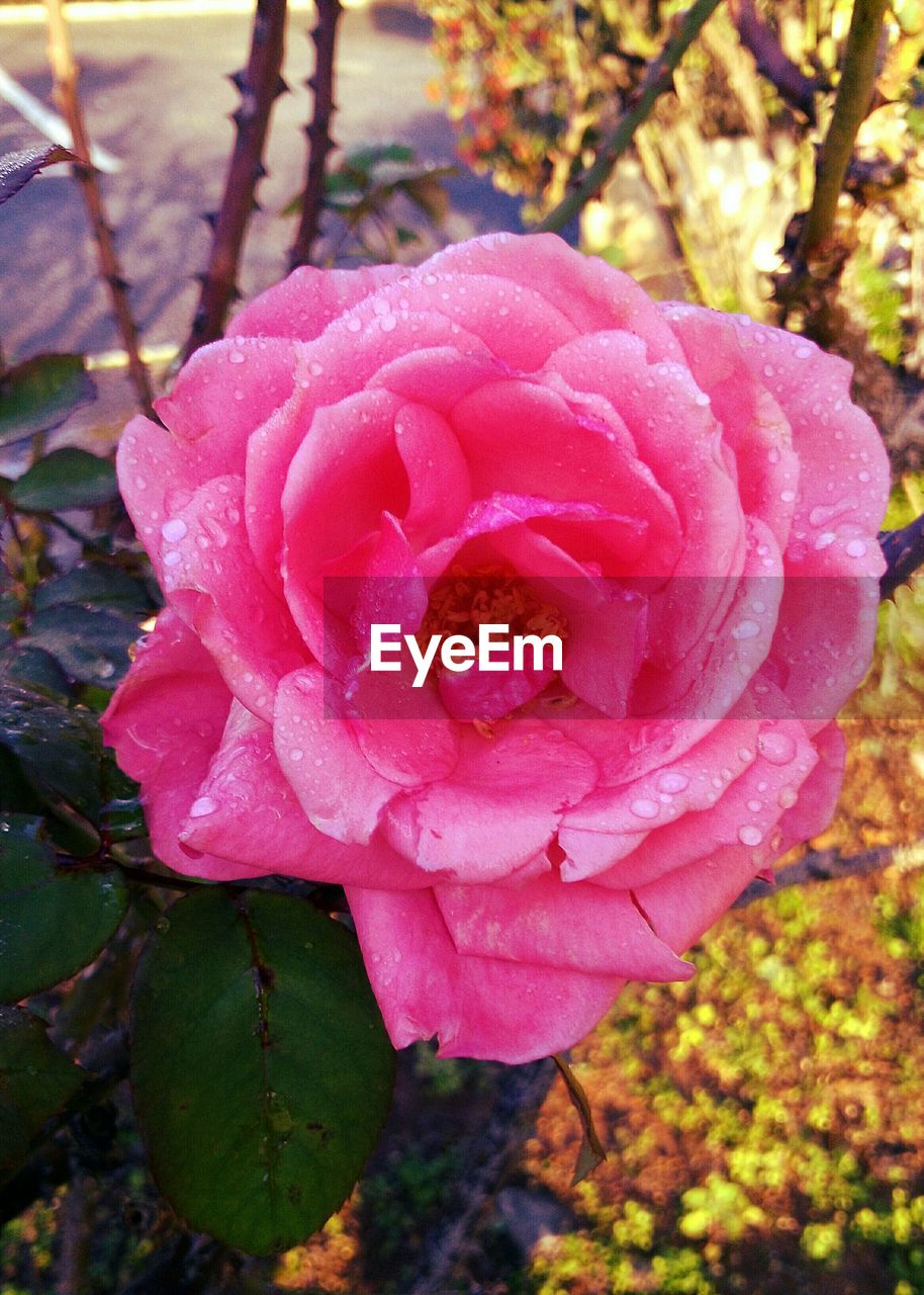 Close-up of water drops on pink flower