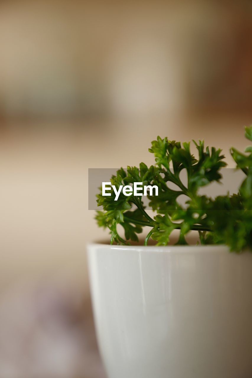 Close-up of potted herb