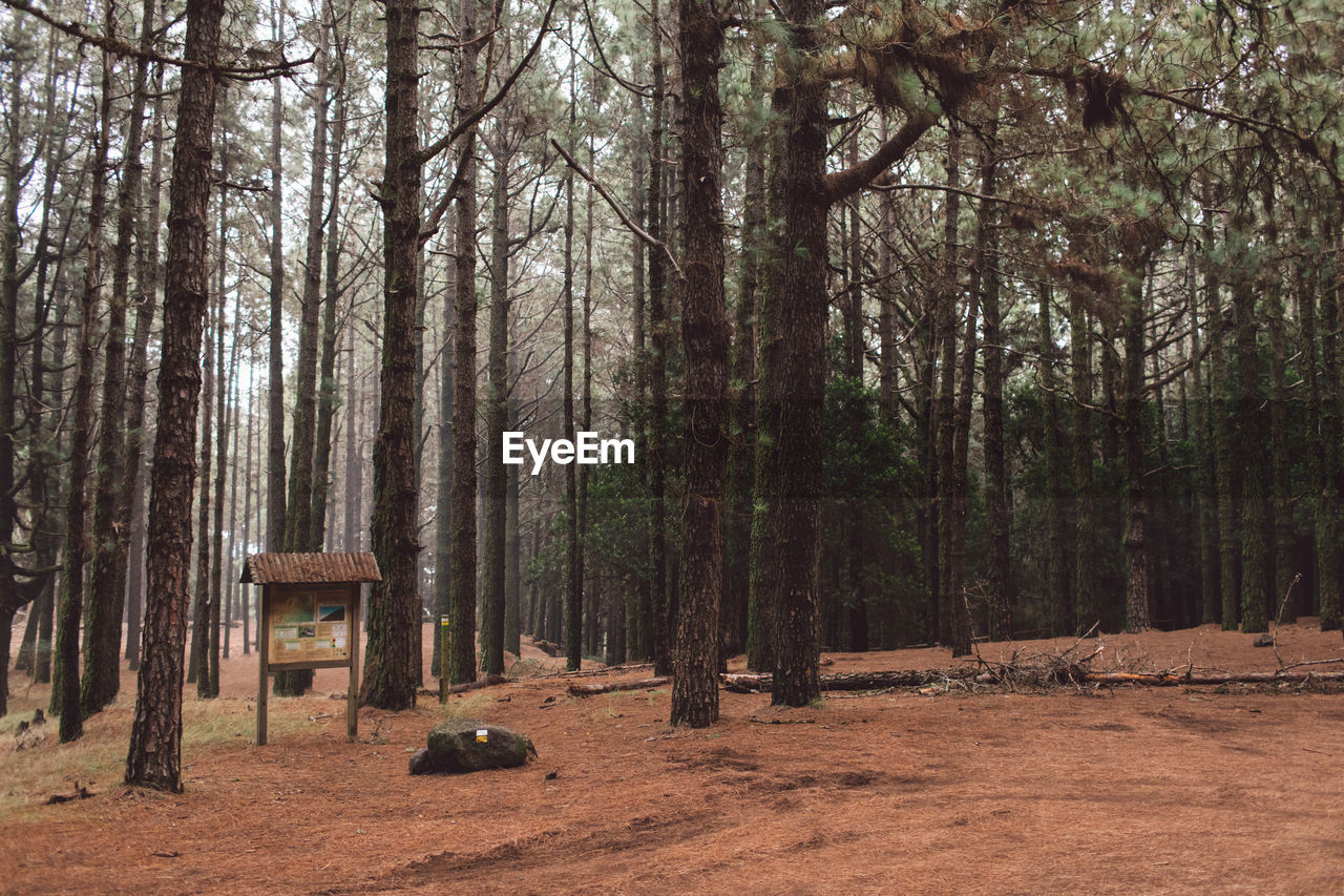 Trees on field in forest