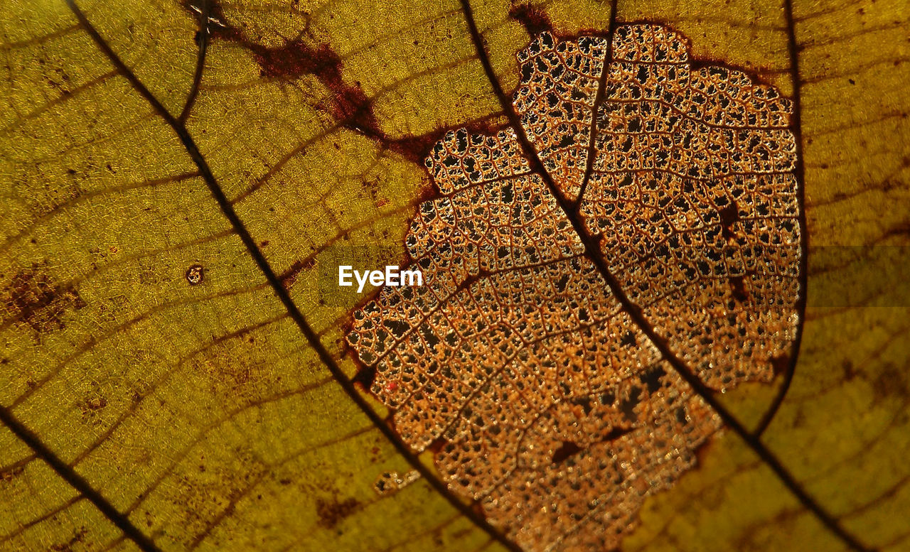 Close-up of dry leaf