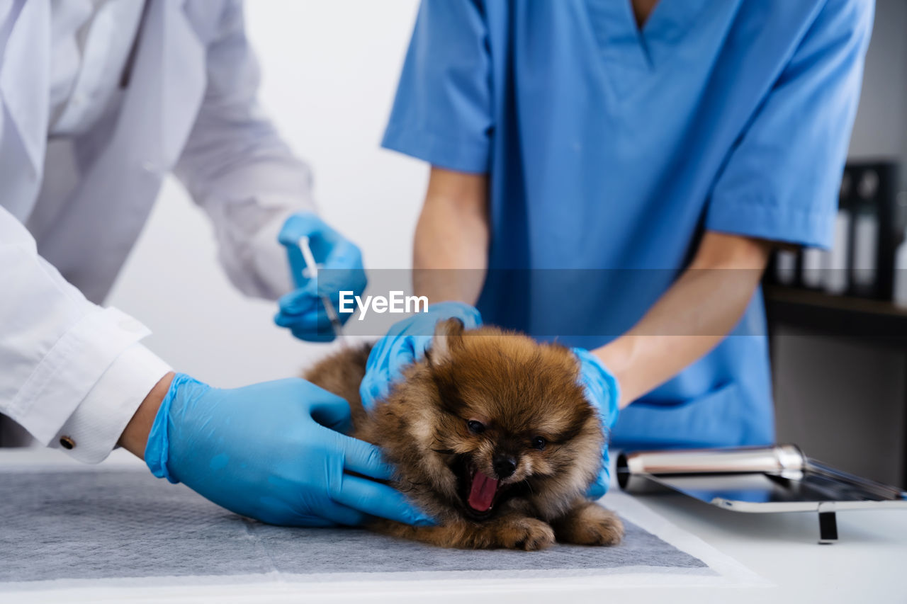 midsection of doctor giving puppies