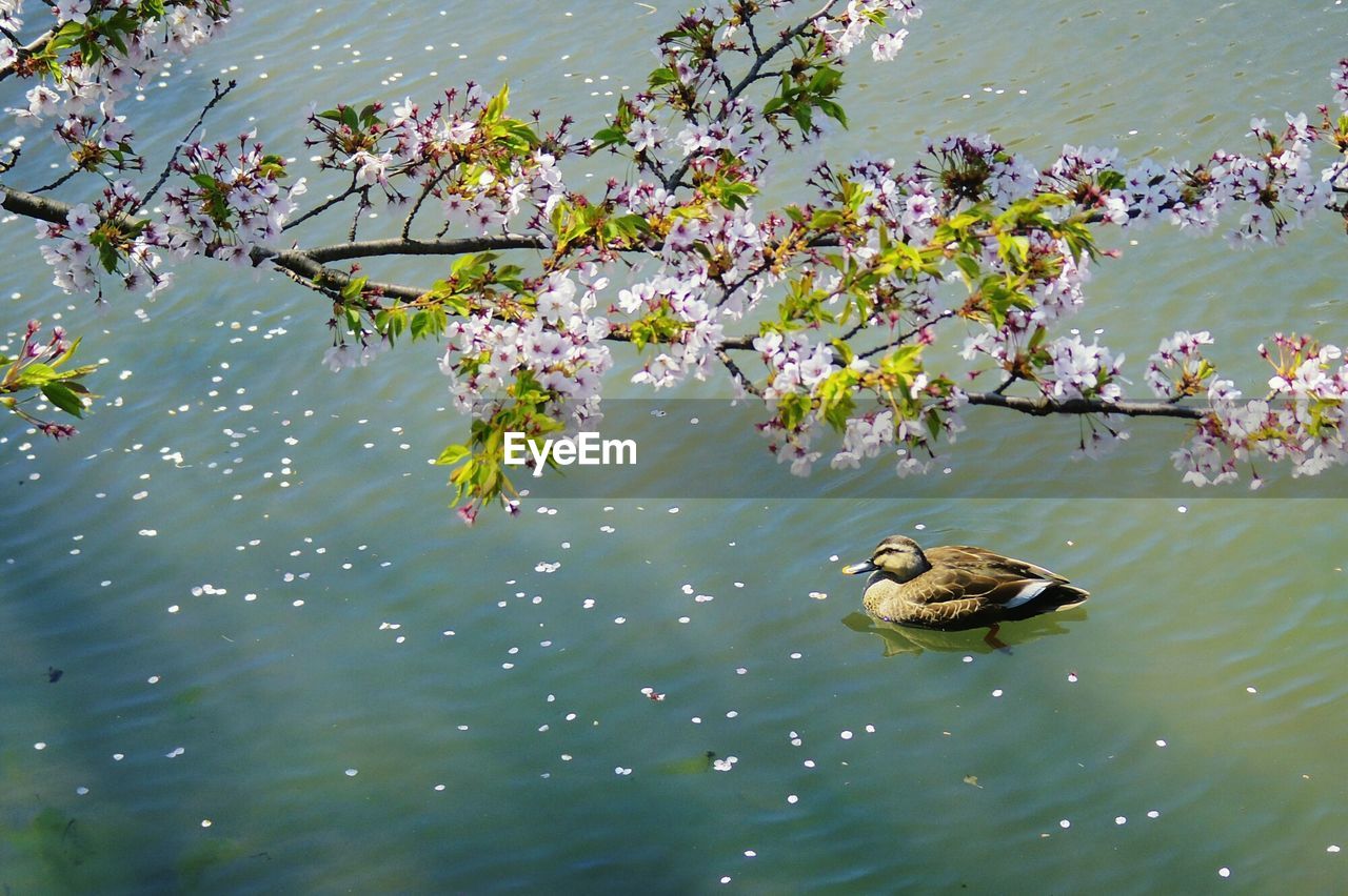 HIGH ANGLE VIEW OF DUCK SWIMMING ON LAKE