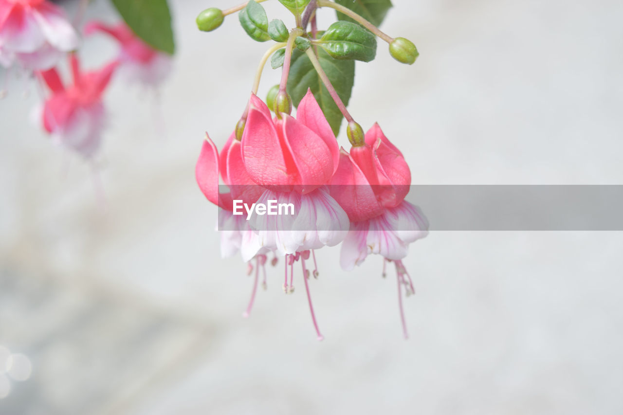 Close-up of pink cherry blossom