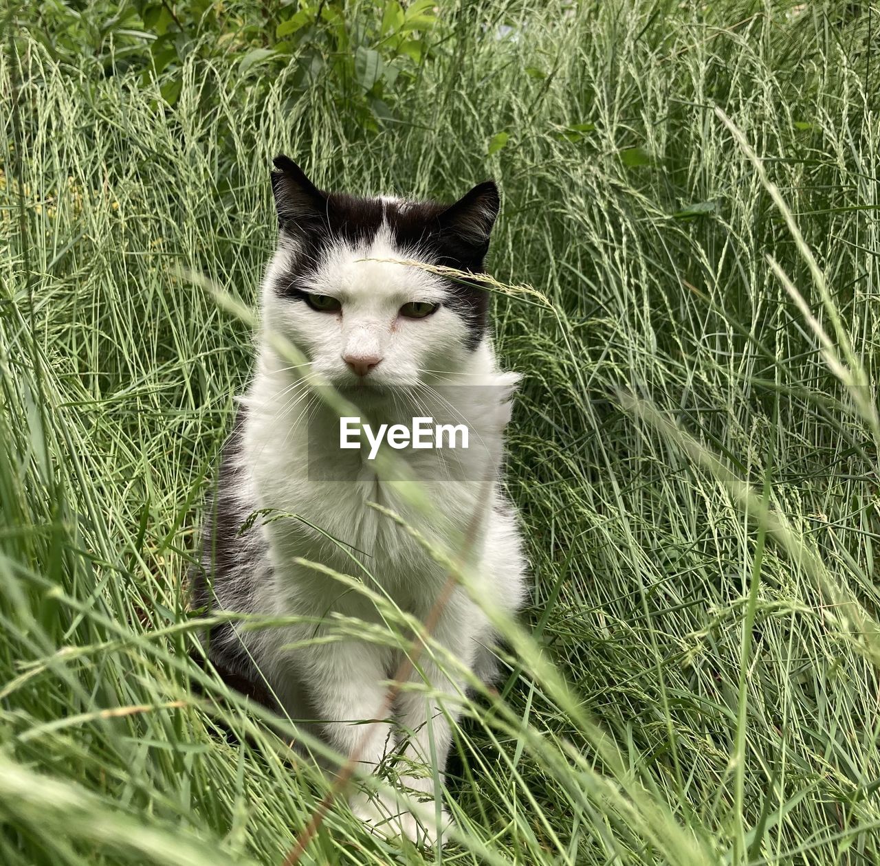 CAT ON GRASS FIELD