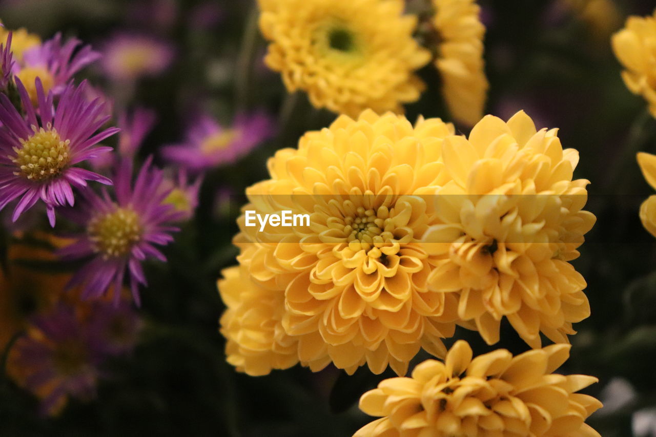 CLOSE-UP OF FLOWERING PLANT IN PARK