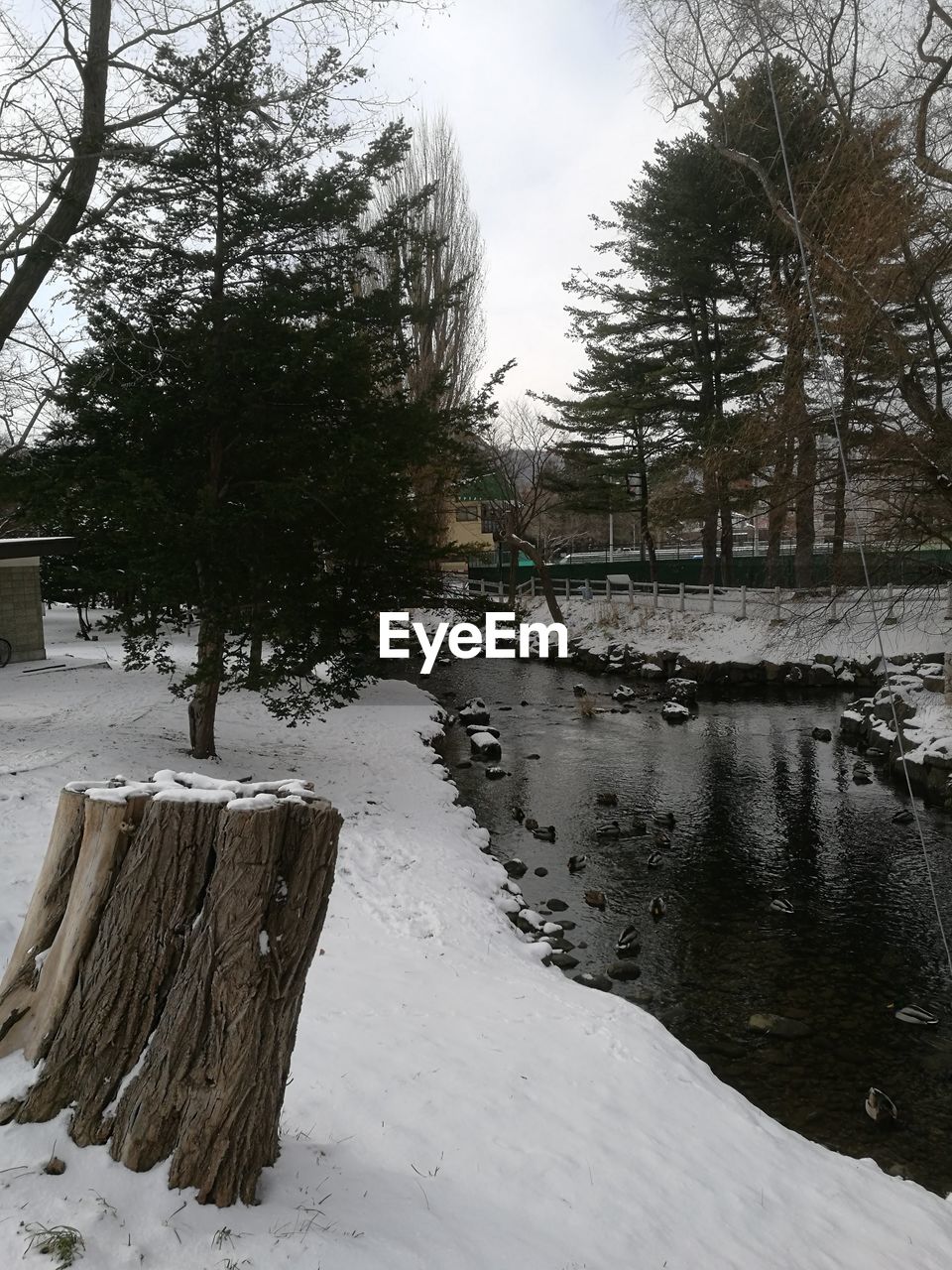 FROZEN LAKE AMIDST TREES AGAINST SKY