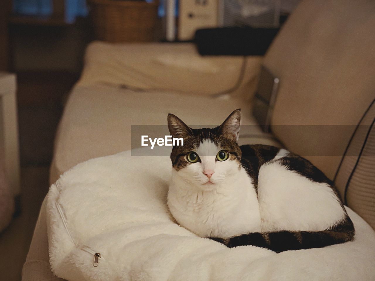 Close-up of cat relaxing on bed at home