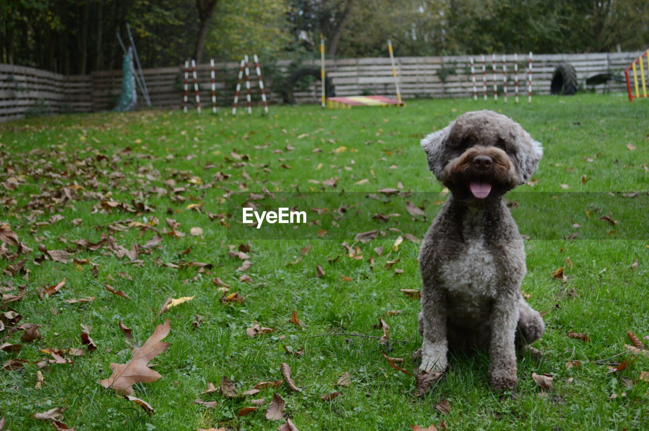 VIEW OF A DOG SITTING ON GRASS