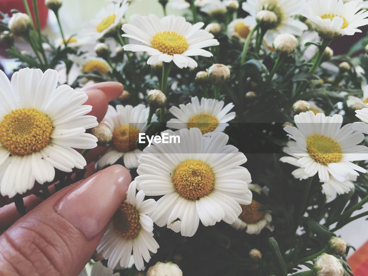 Close-up of hand holding flowers