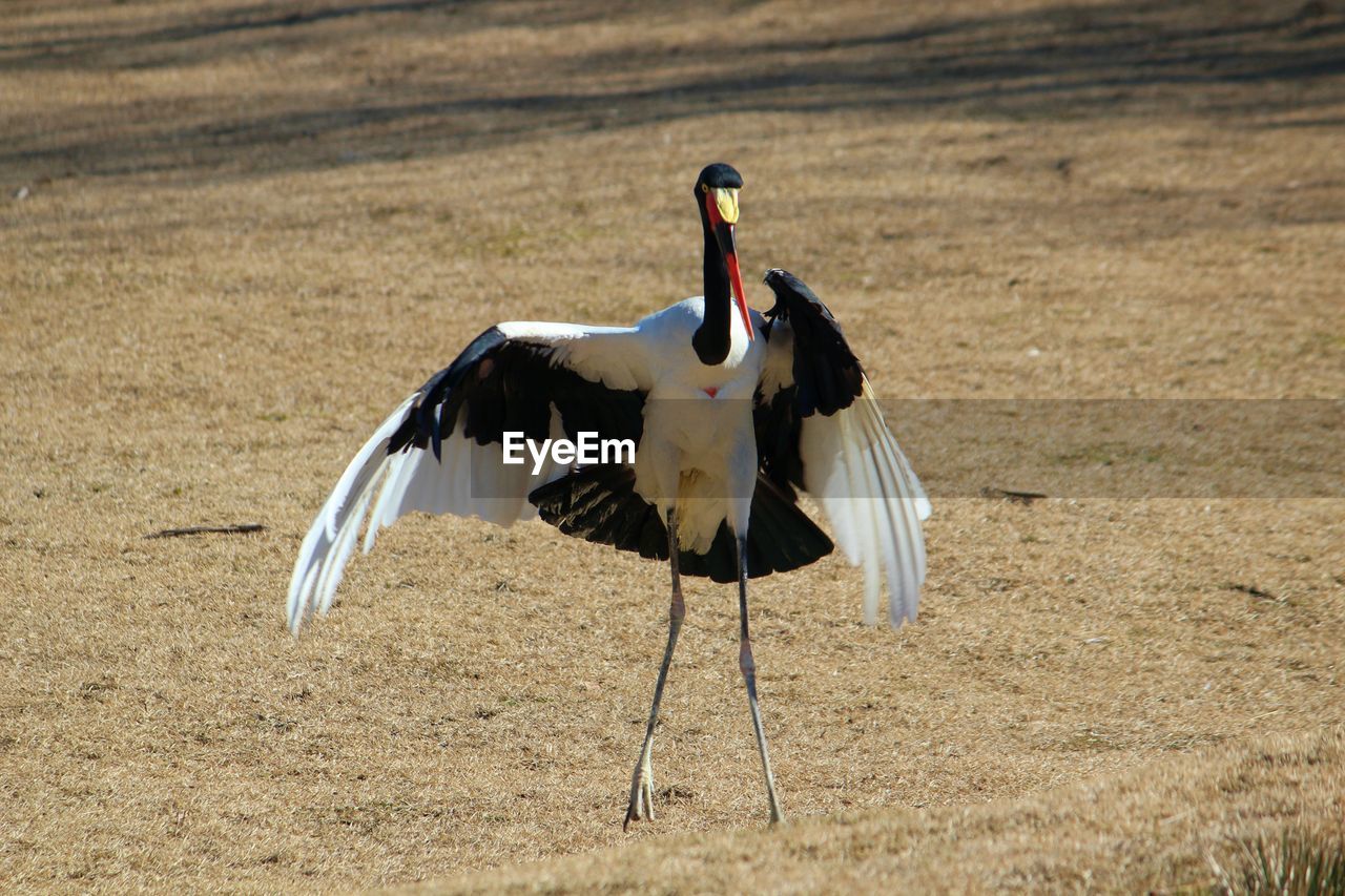 View of a bird on a field