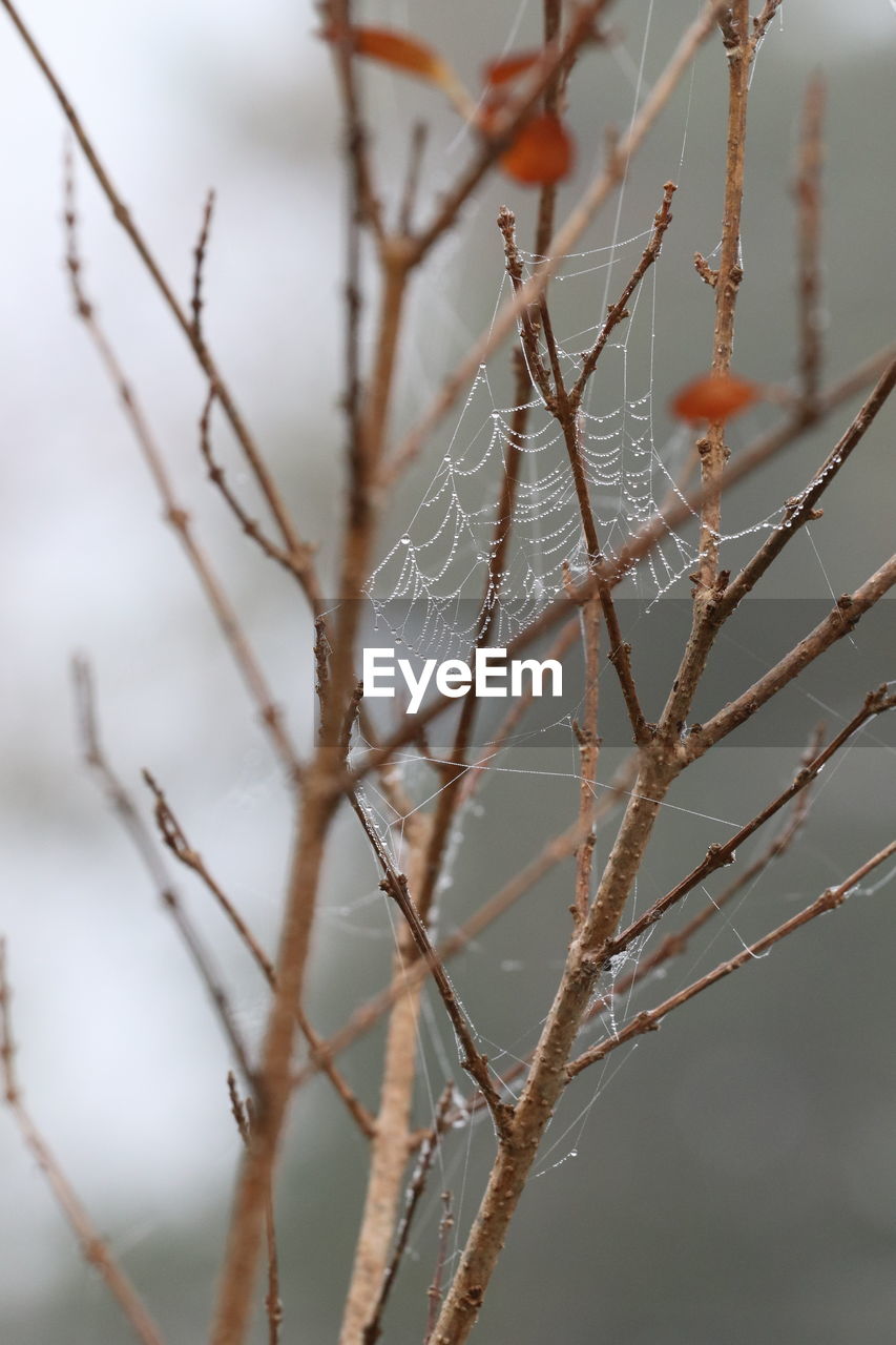 twig, branch, frost, winter, close-up, plant, nature, tree, leaf, focus on foreground, no people, thorns, spines, and prickles, macro photography, freezing, flower, beauty in nature, outdoors, snow, selective focus, day, cold temperature, tranquility, environment, fragility, bare tree