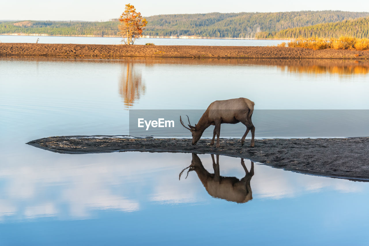 Elk standing by lake