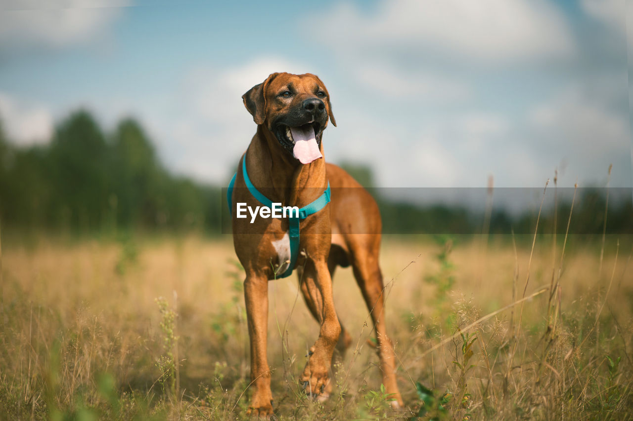 DOG STANDING ON LAND