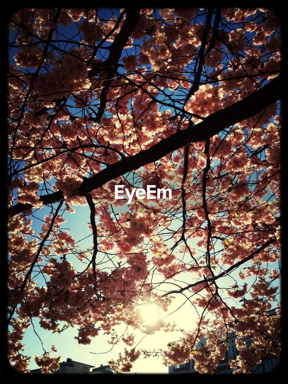 Close-up of cherry blossom against clear sky and sunlight