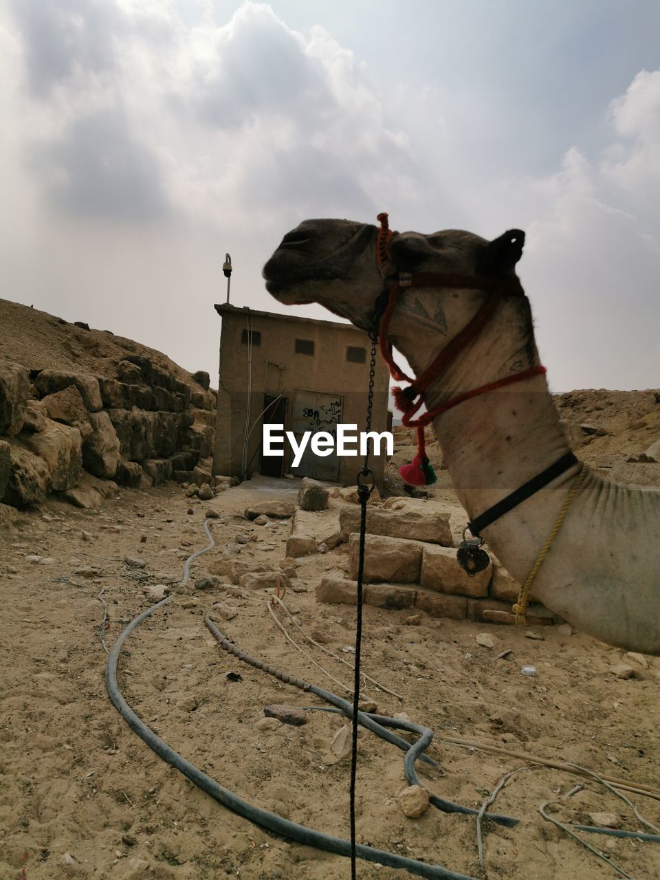 cloud, sky, nature, sand, architecture, landscape, land, no people, domestic animals, built structure, camel, animal, animal themes, outdoors, working animal, day, mammal, history, rock, building exterior, temple, horse, saddle