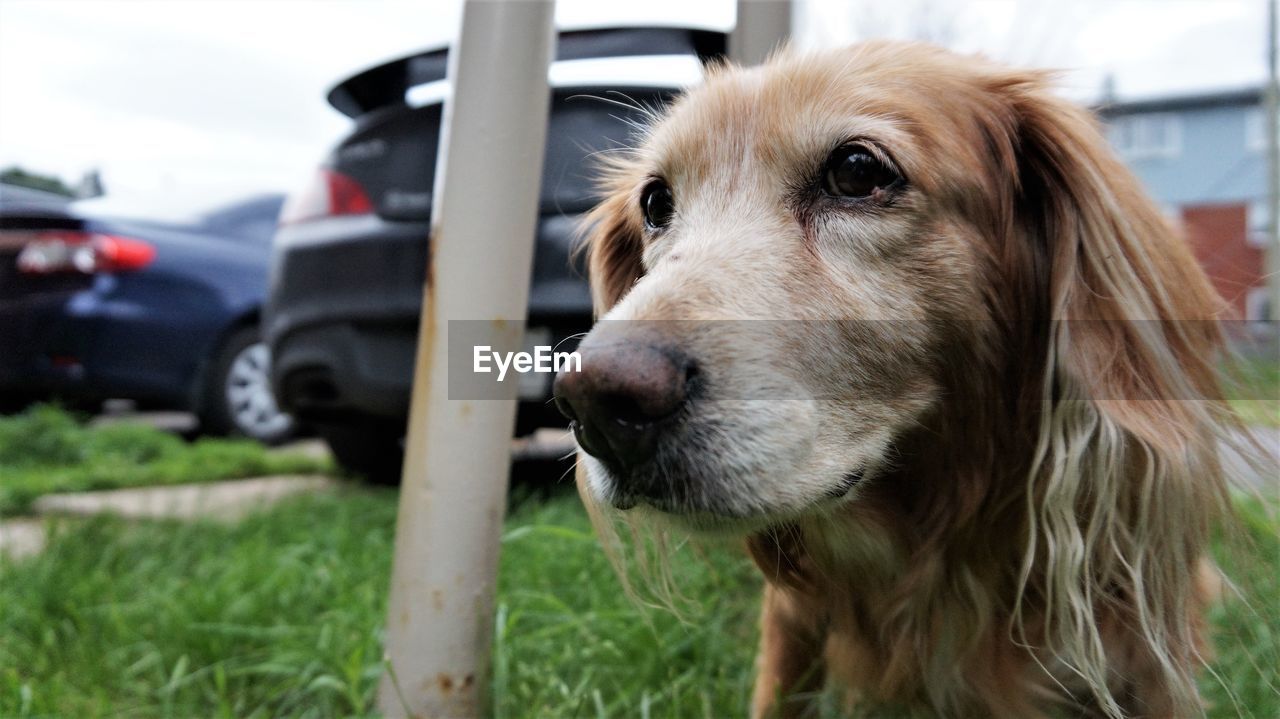 Close-up of dog