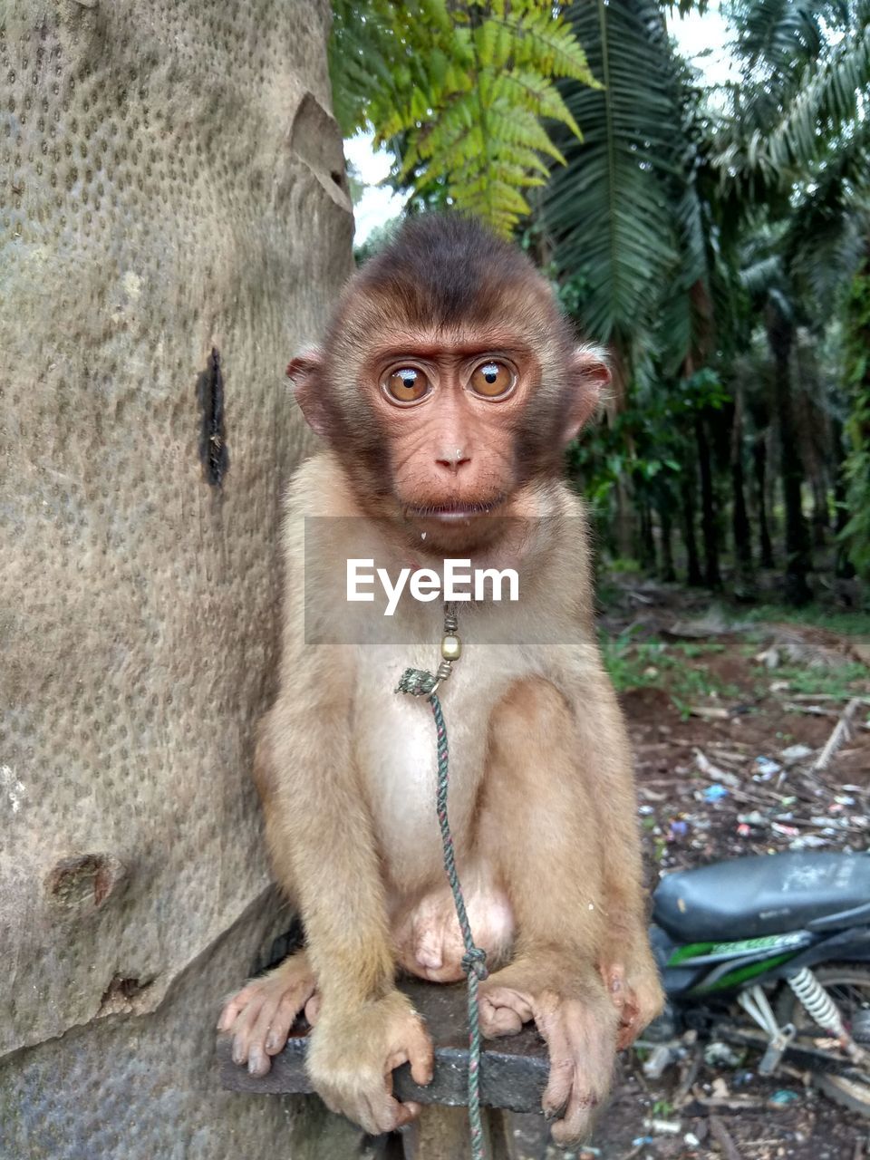 PORTRAIT OF MONKEY SITTING ON PLANT