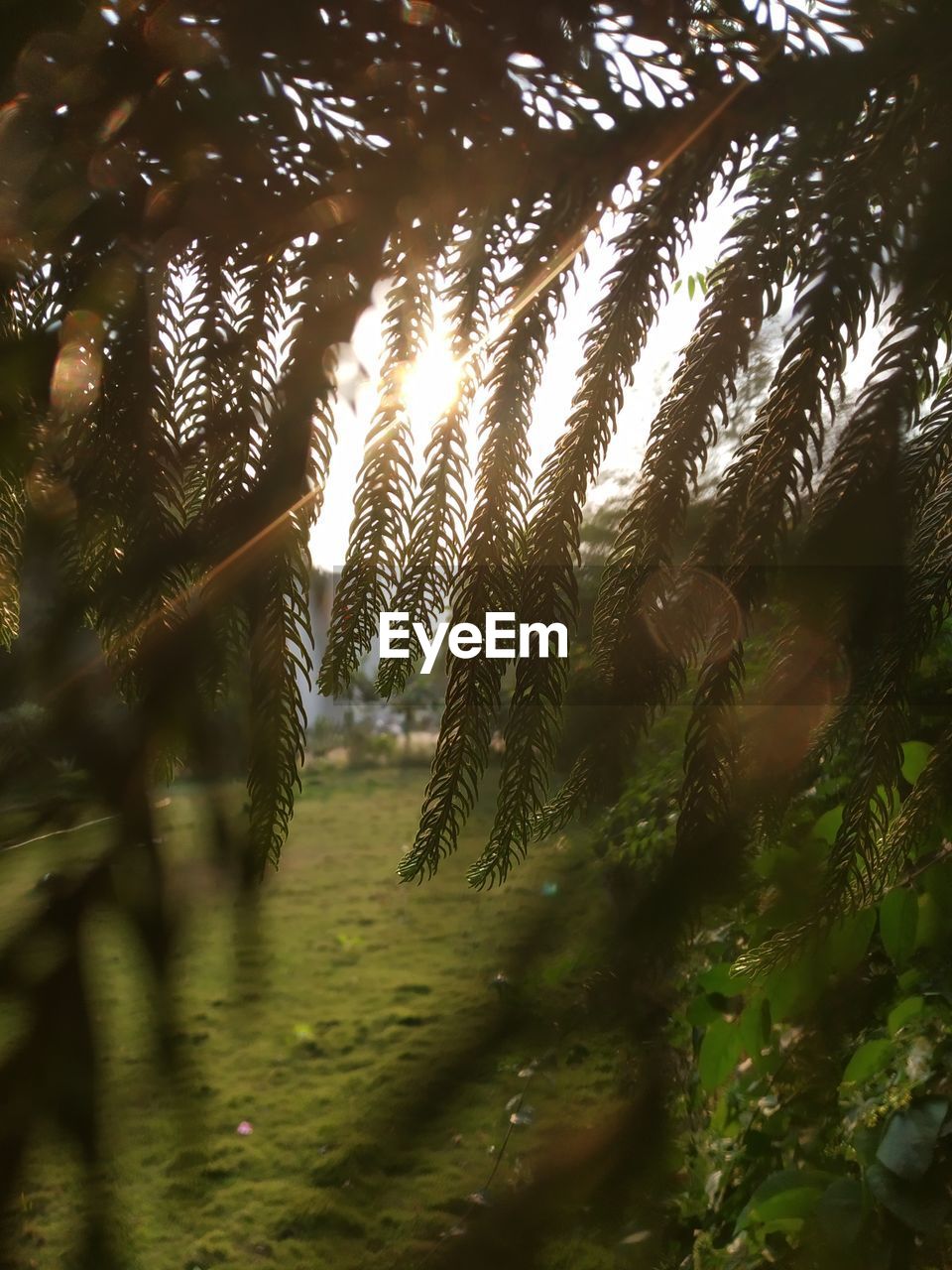 CLOSE-UP OF PLANTS IN SUNLIGHT