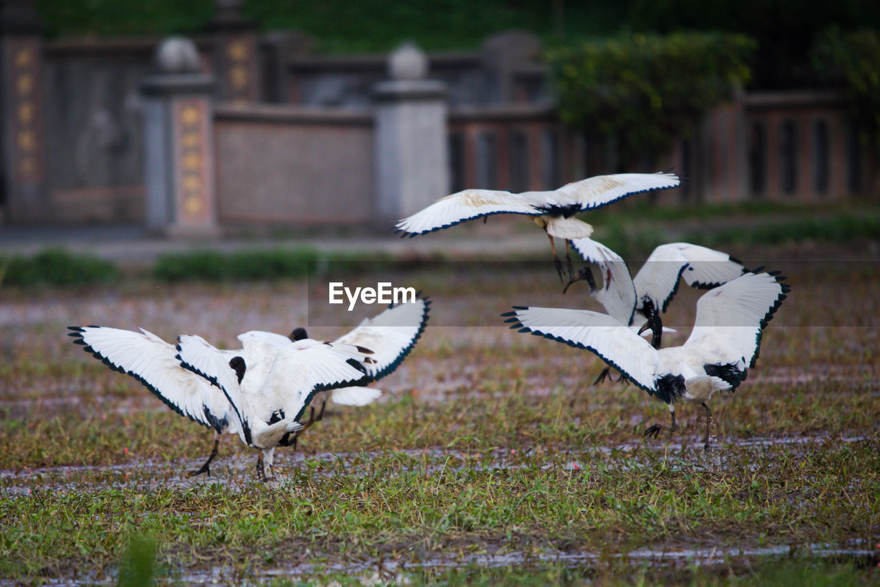 Birds flying over a field