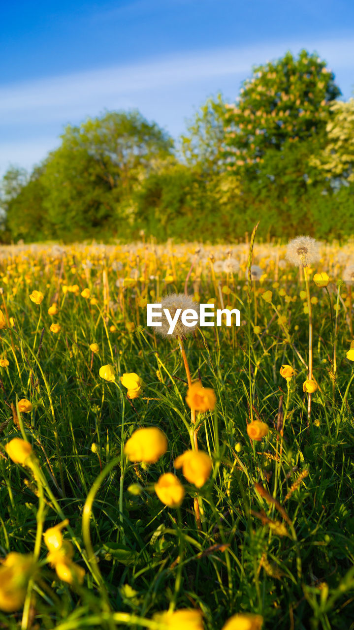 CLOSE-UP OF YELLOW FLOWERING PLANTS ON LAND