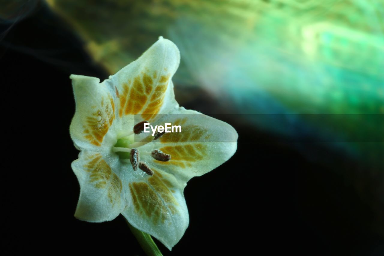 CLOSE-UP OF WHITE FLOWER ON PLANT