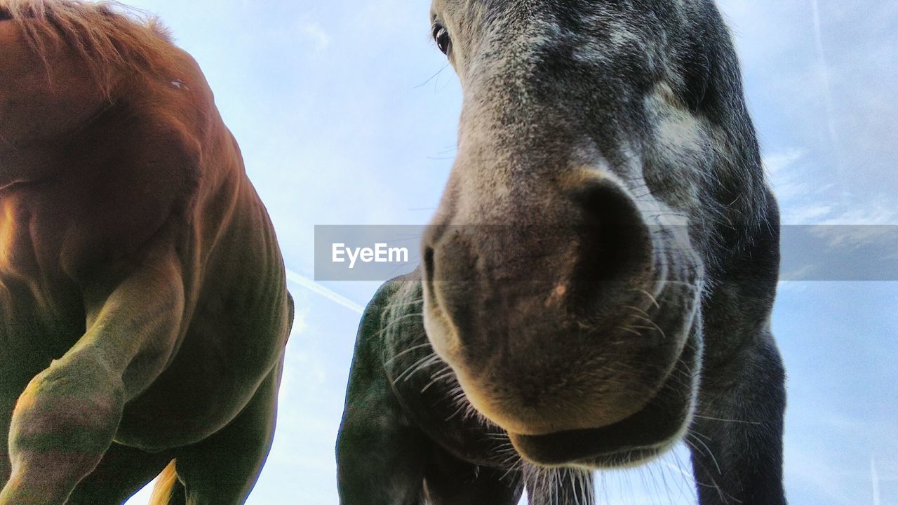 Low angle view of horses against sky