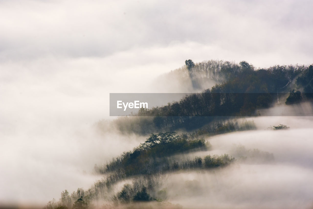 Scenic view of trees against sky during foggy weather