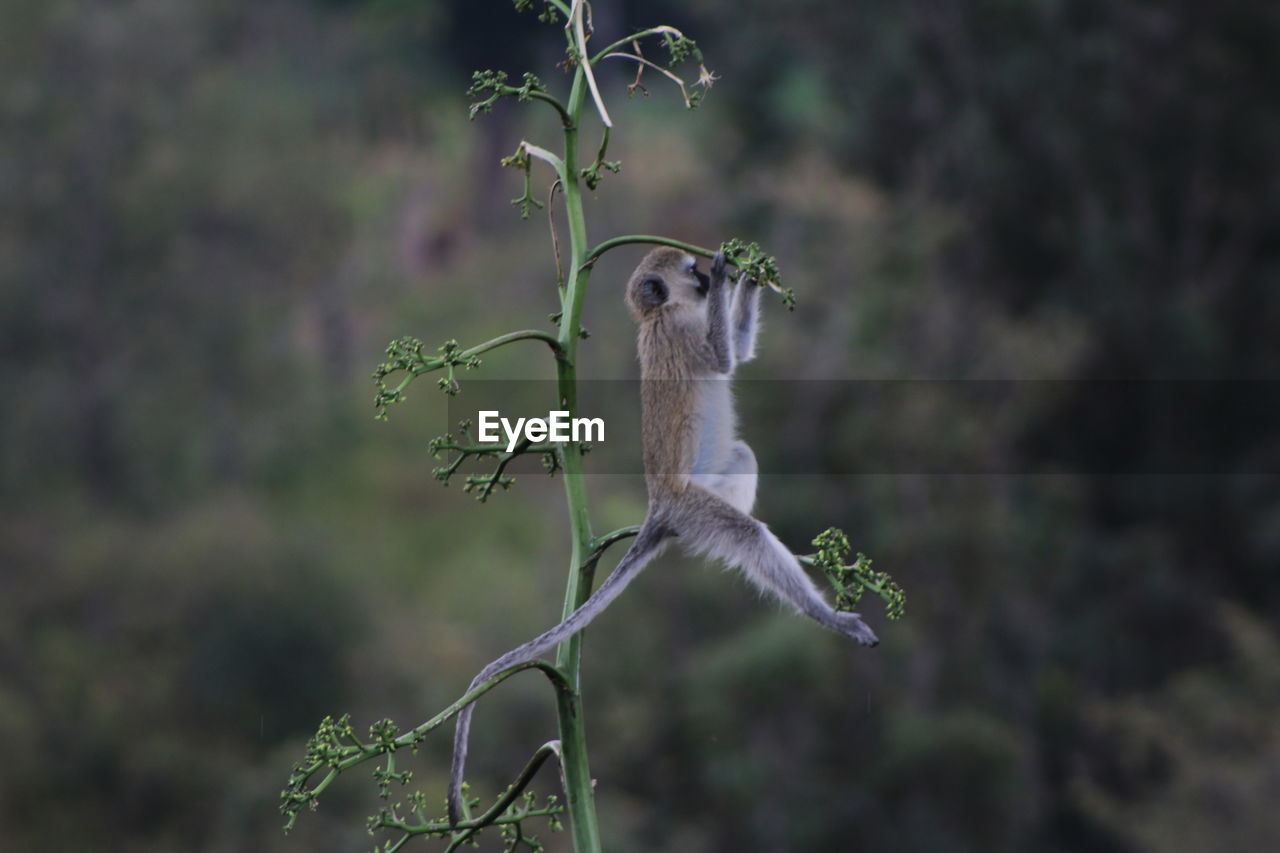 Monkey hanging from plant in forest