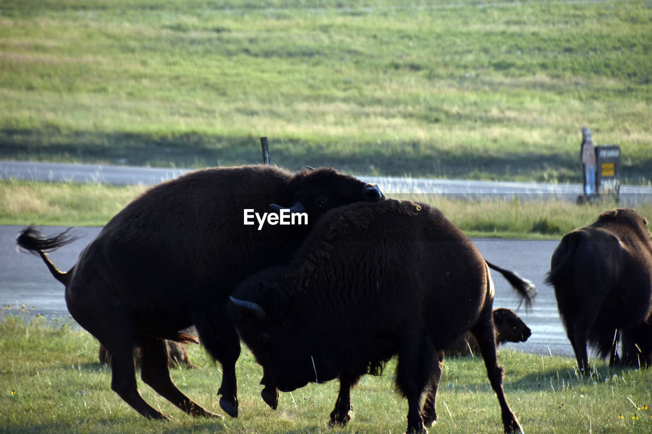 COWS GRAZING IN PASTURE