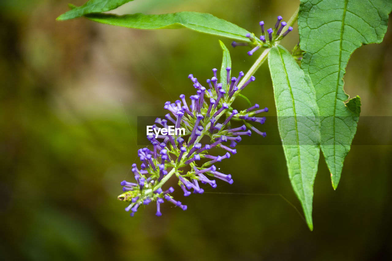 Close-up of purple flowering plant