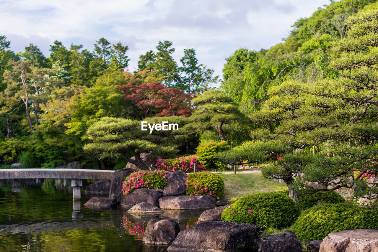 Plants and trees in garden