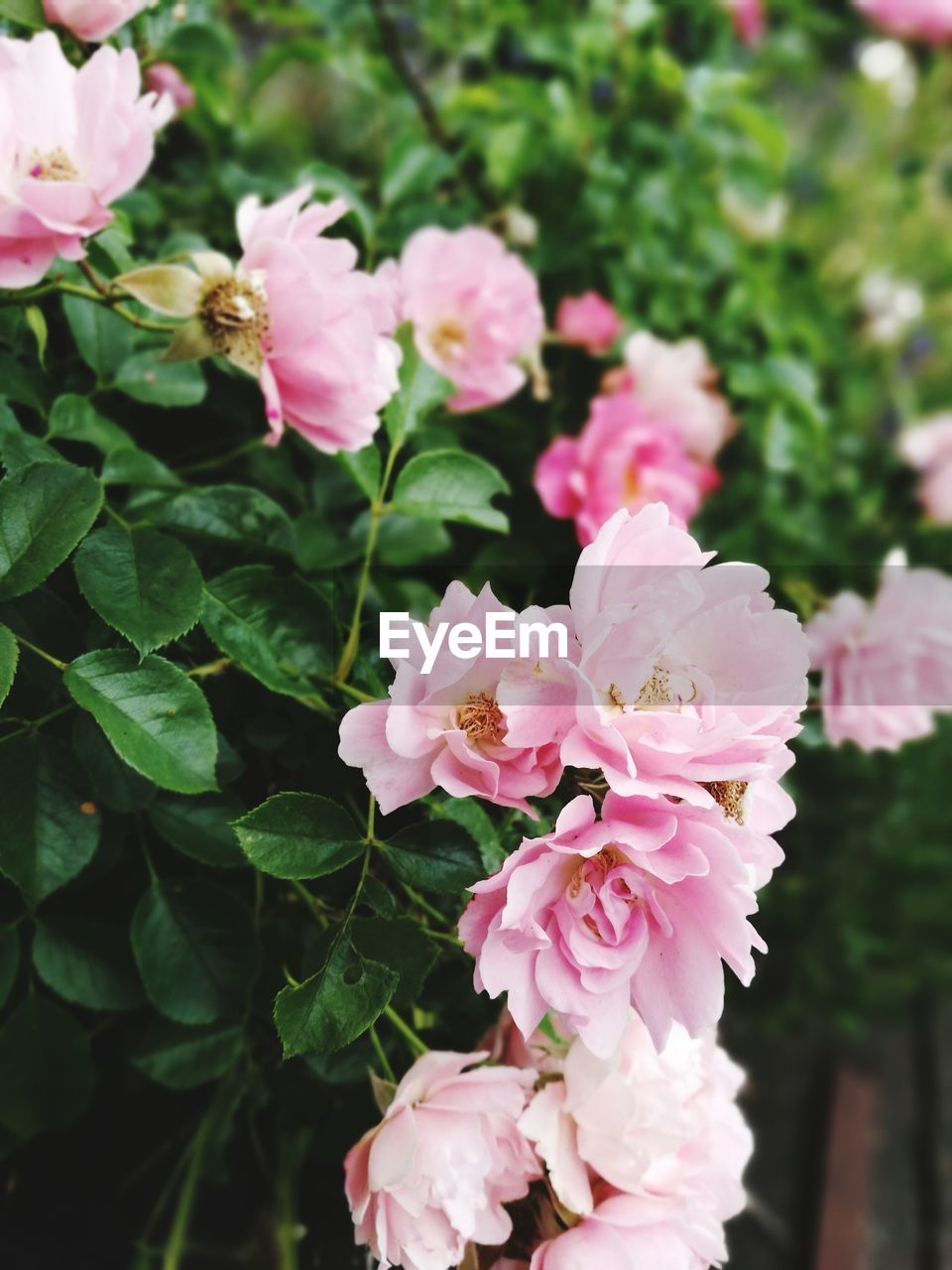 Close-up of pink roses blooming outdoors