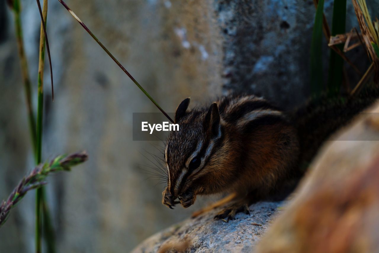 CLOSE UP OF SQUIRREL