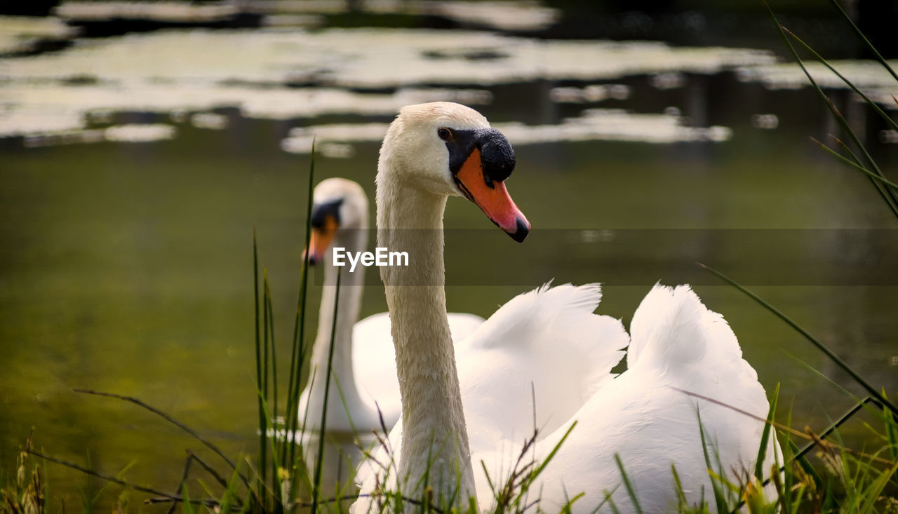 CLOSE-UP OF SWAN IN LAKE