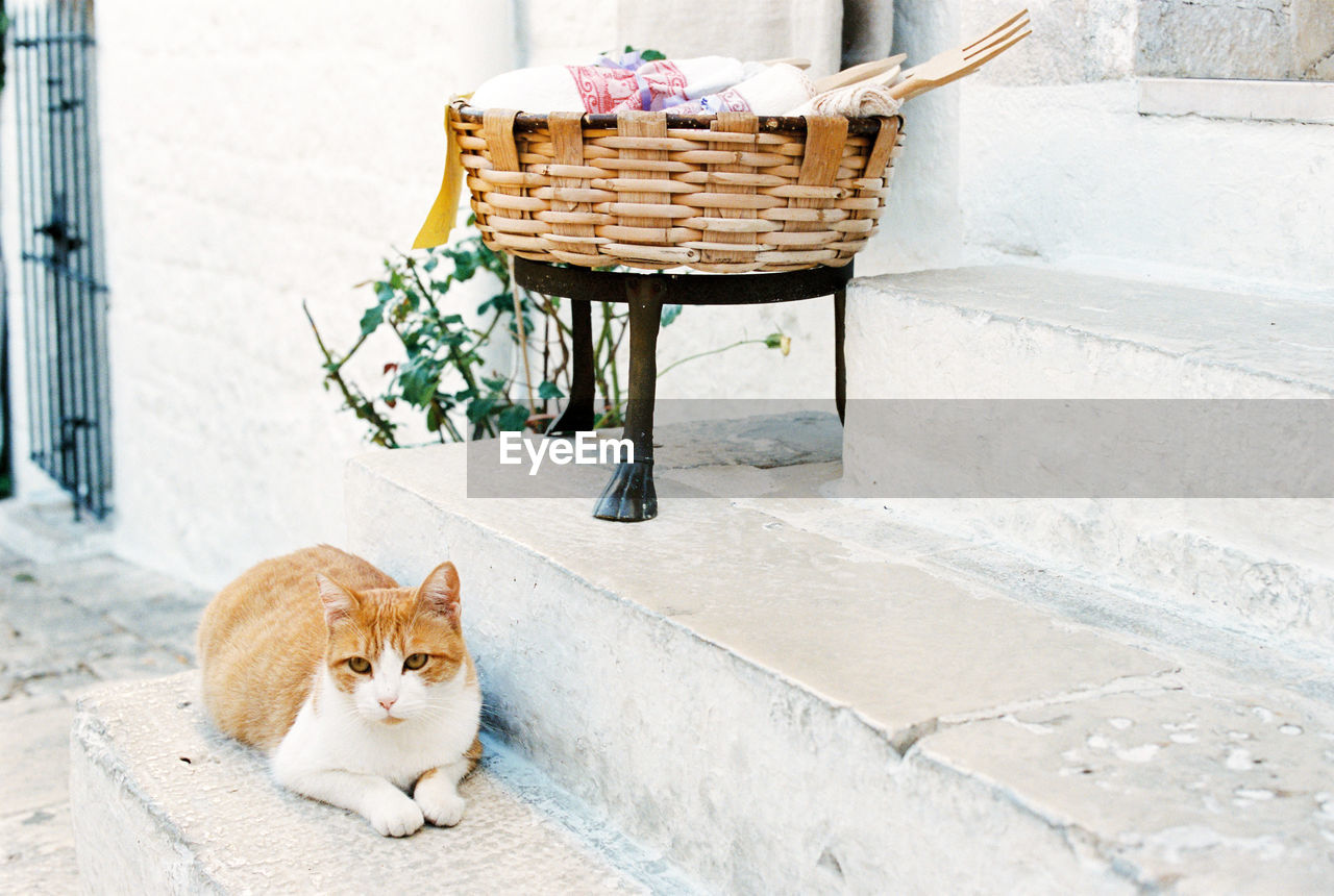 PORTRAIT OF CAT SITTING ON BASKET