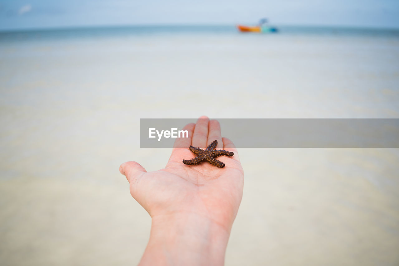 Dead sea star on a hand.