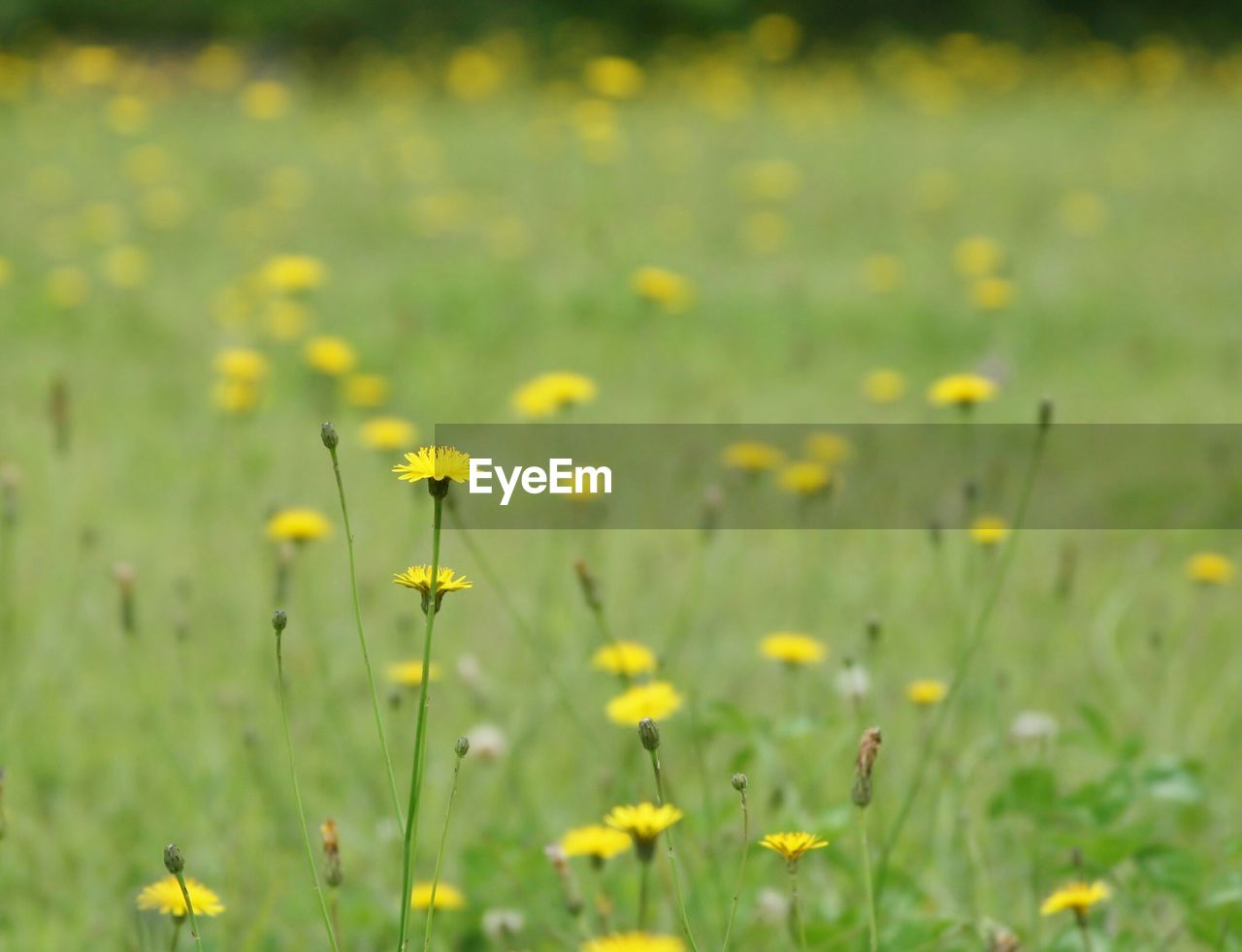 Close-up of yellow flowers growing in field