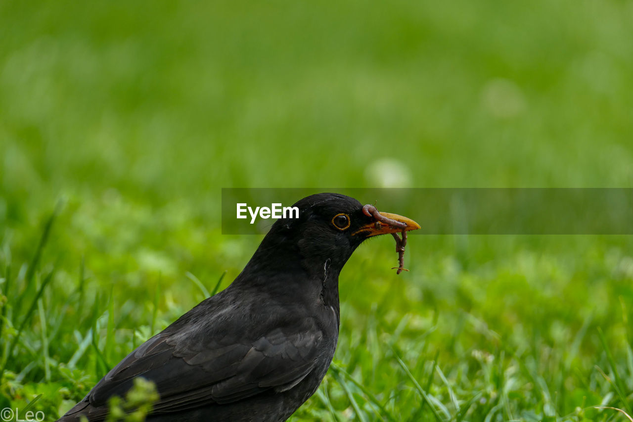 CLOSE-UP OF A BIRD ON GRASS