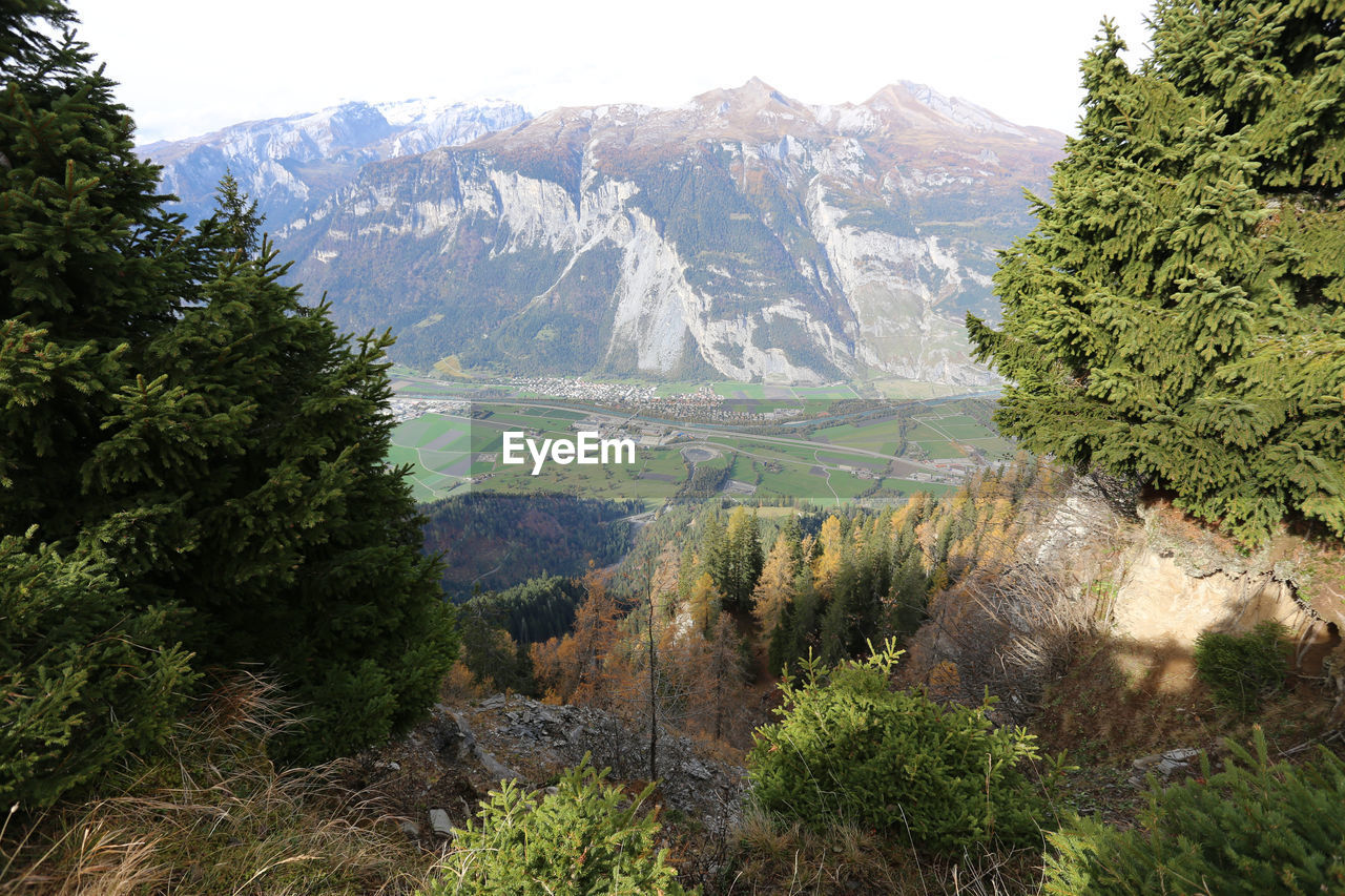 SCENIC VIEW OF PINE TREES ON MOUNTAIN